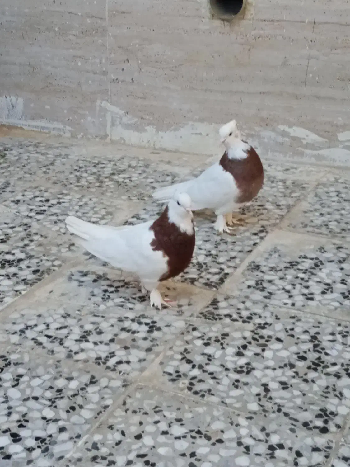 طوقی|پرنده|شیراز, شهرک بهار|دیوار