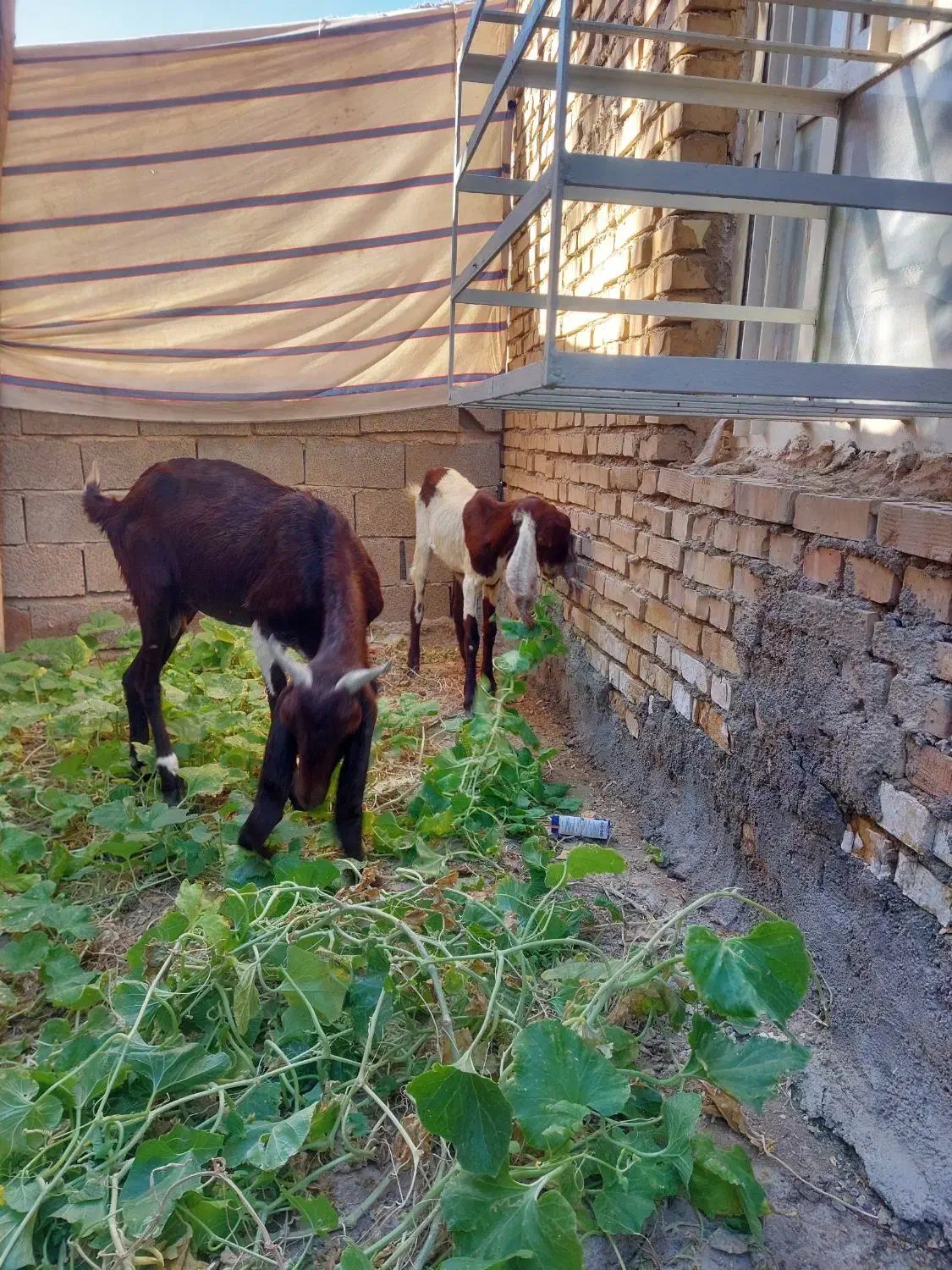 بزافغانی اصل|حیوانات مزرعه|هندیجان, |دیوار