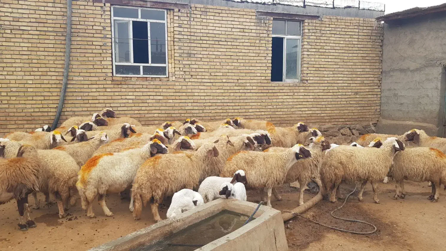 ۴۰ راس میش سنجابی|حیوانات مزرعه|ماهیدشت, |دیوار