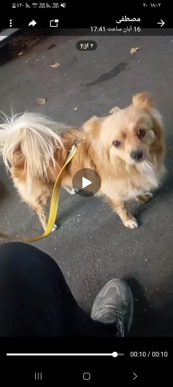 سگ نر|سگ|تاکستان, |دیوار