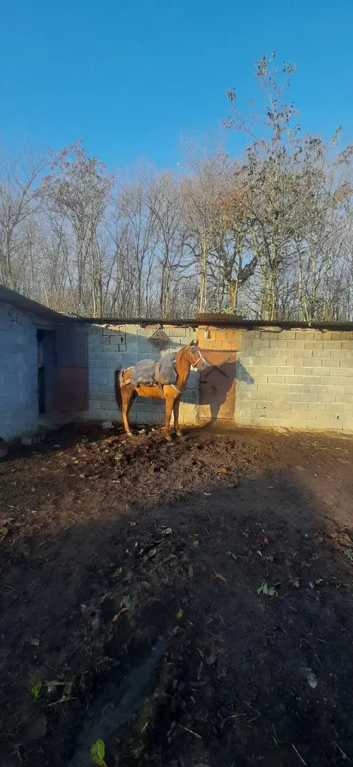 فروش فوری ..|اسب و تجهیزات اسبسواری|چمستان, |دیوار