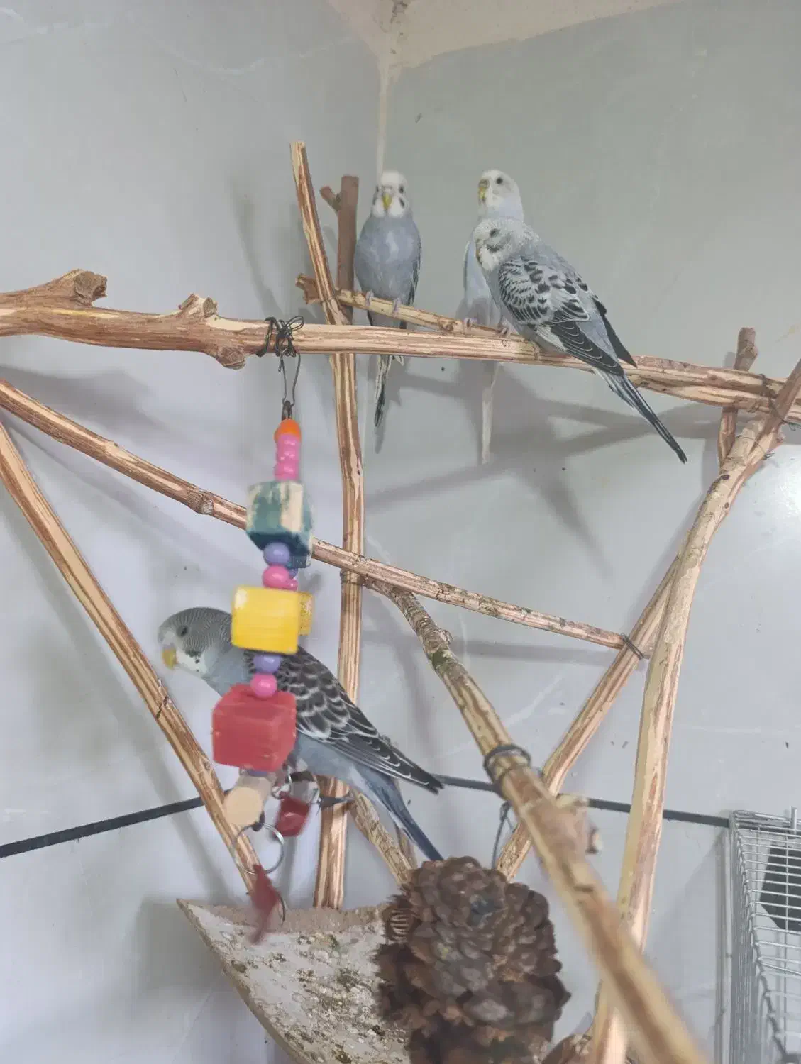 مرغ عشق|پرنده|هریس, |دیوار