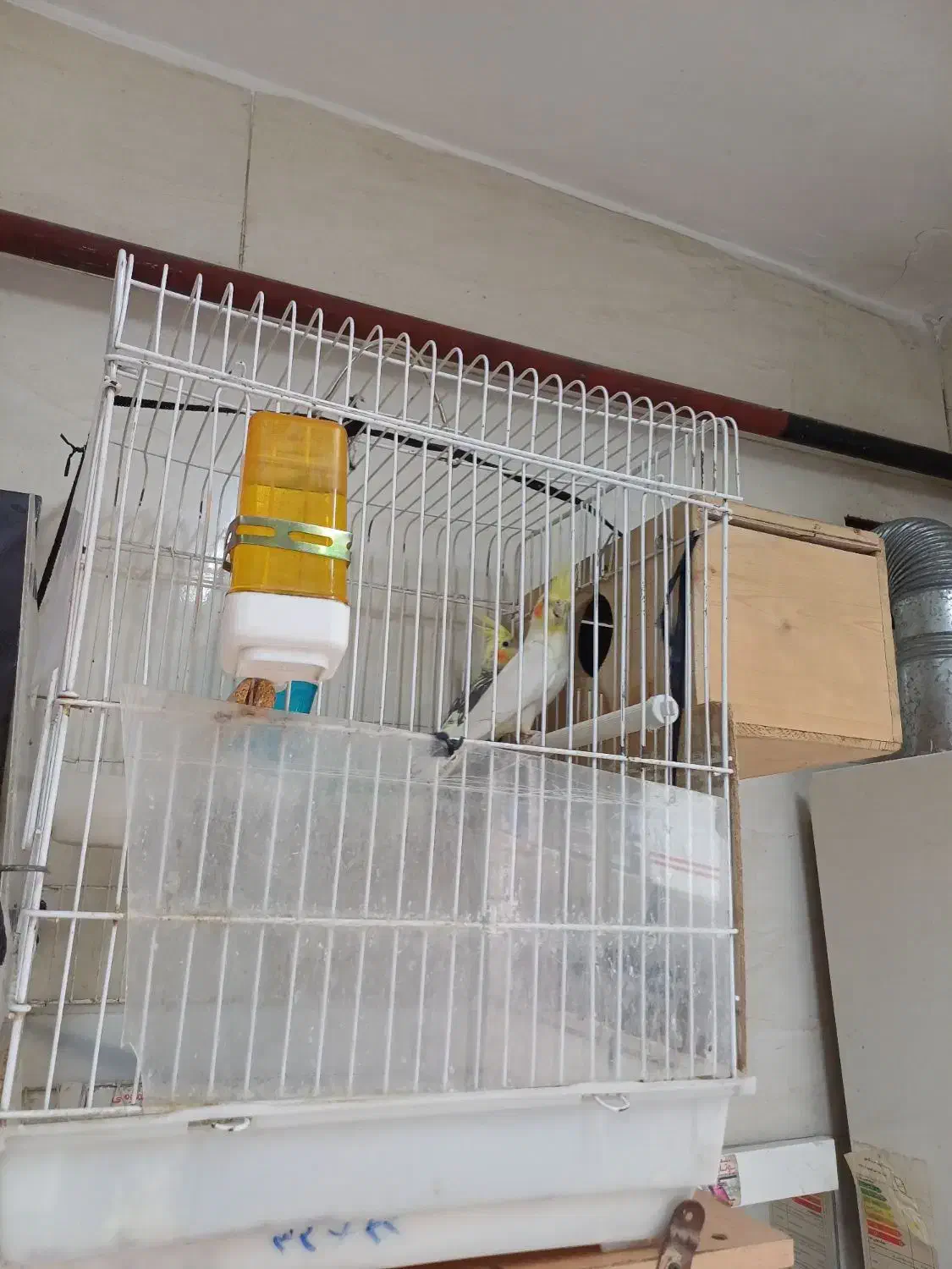 عروس هلندی نرو ماده|پرنده|رشت, حمیدیان|دیوار