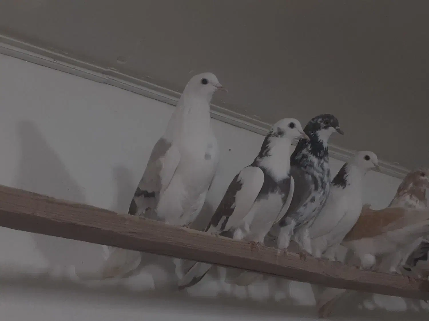 کفتر۲۱نروماده عالی جنس پرشی یکی ازیکی بهتریکجافقط|پرنده|تهران, شهرک رضویه|دیوار