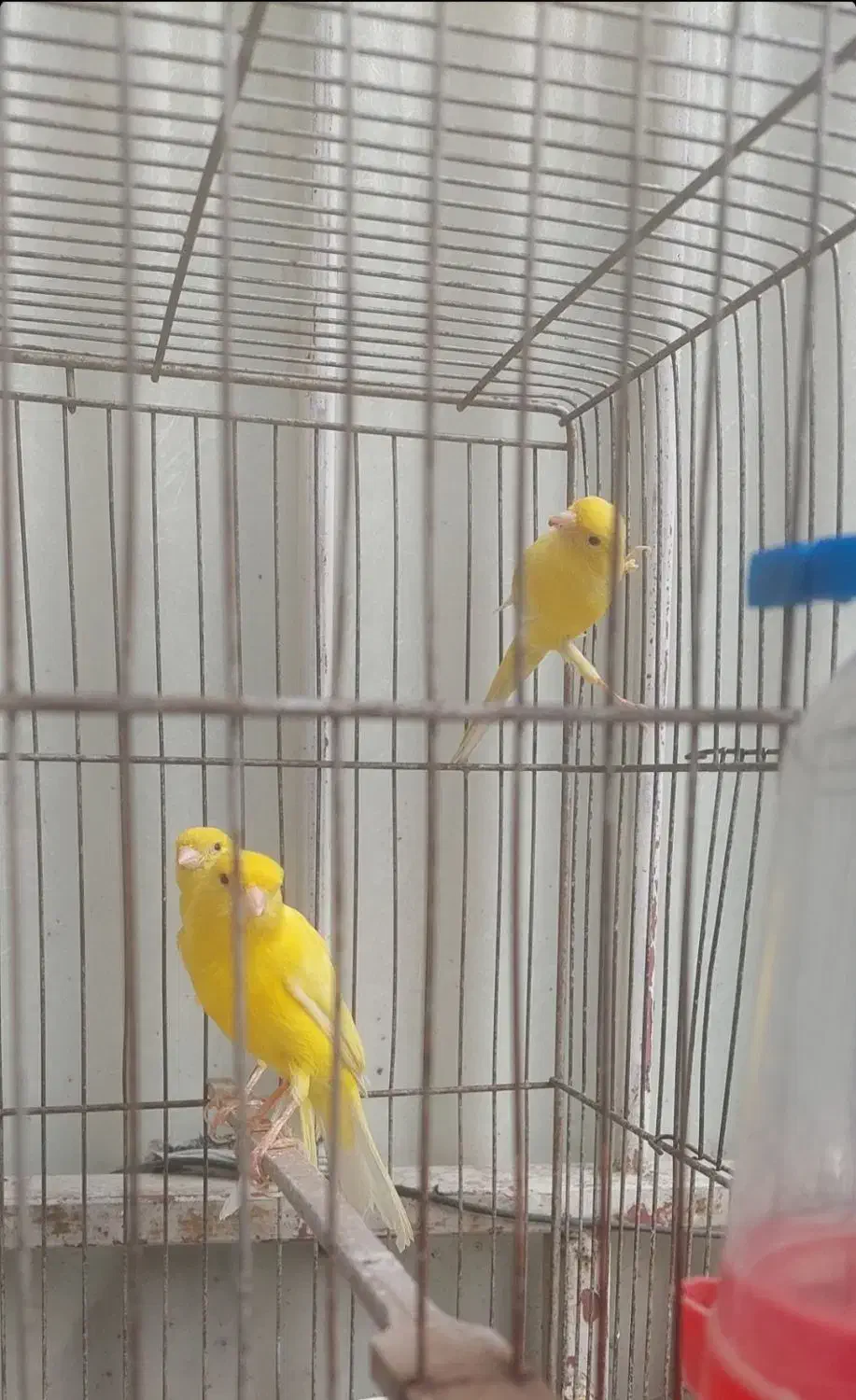 قناری|پرنده|تهران, هفت حوض|دیوار