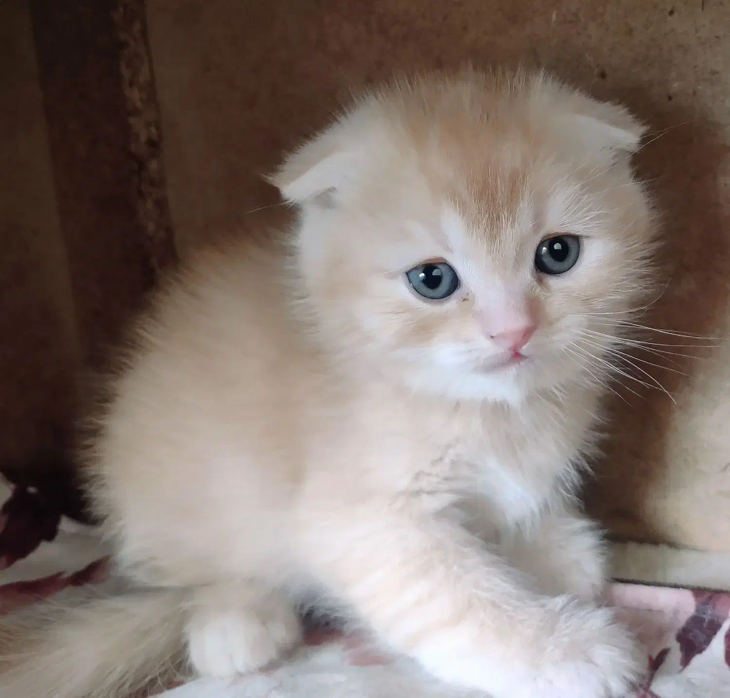 اسکاتیش گلد چشم سبز|گربه|تهران, هفت حوض|دیوار