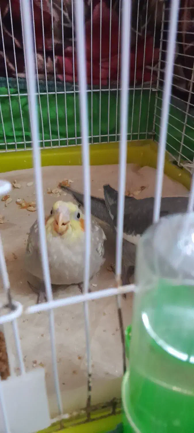 عروس هلندی|پرنده|رشت, صفاری|دیوار