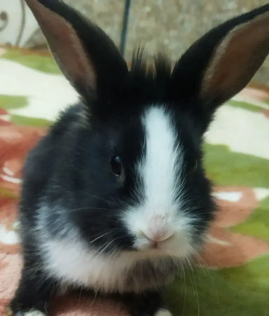 بچه خرگوش|موش و خرگوش|میناب, |دیوار