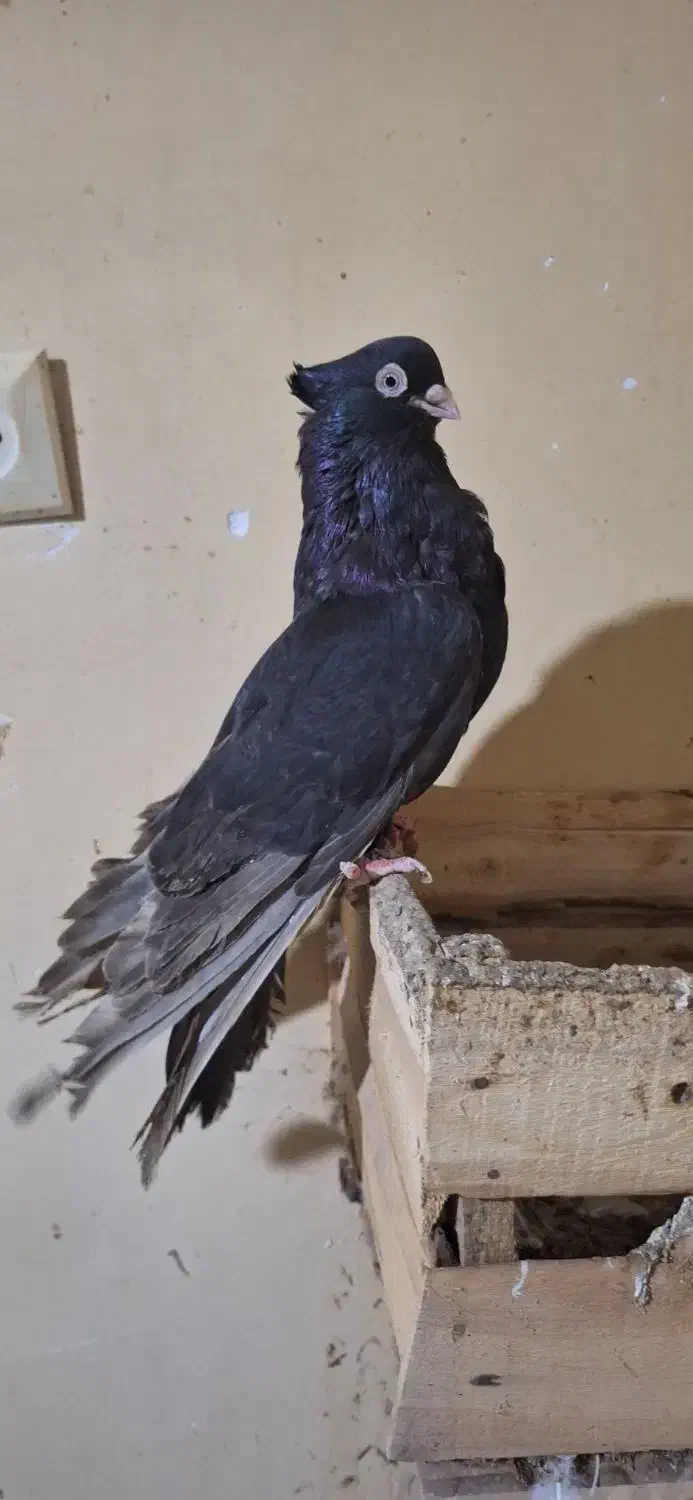 صرب|پرنده|هندیجان, |دیوار