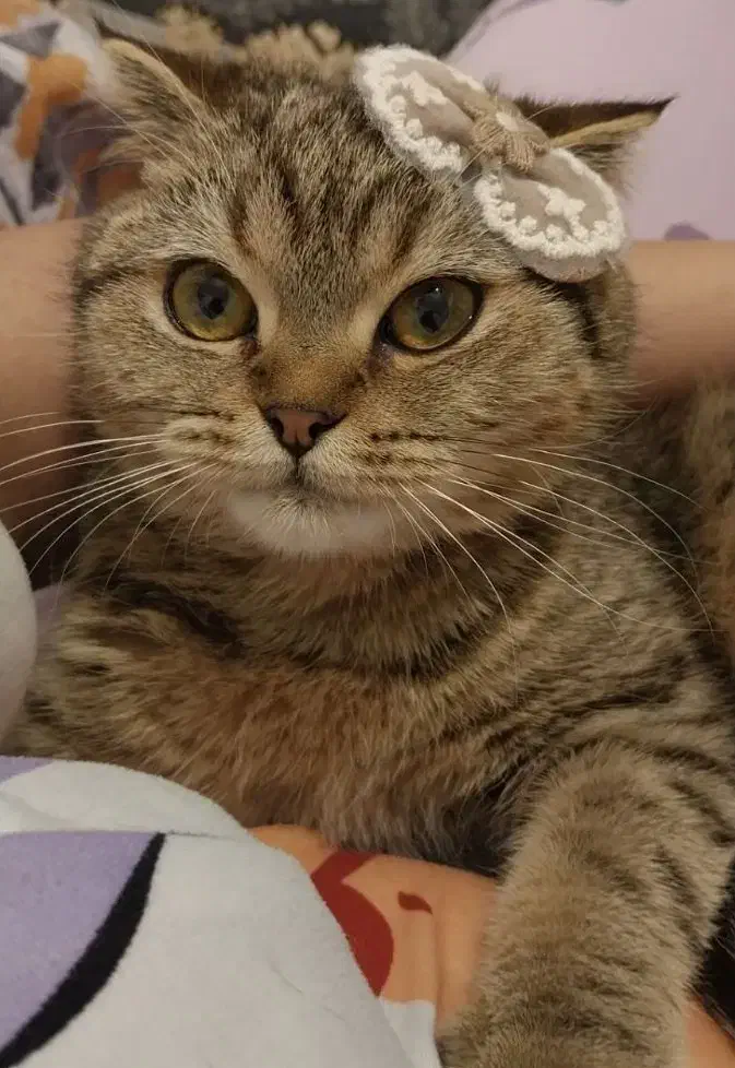 گربه اسکاتیش فولد ماده|گربه|کرمان, |دیوار