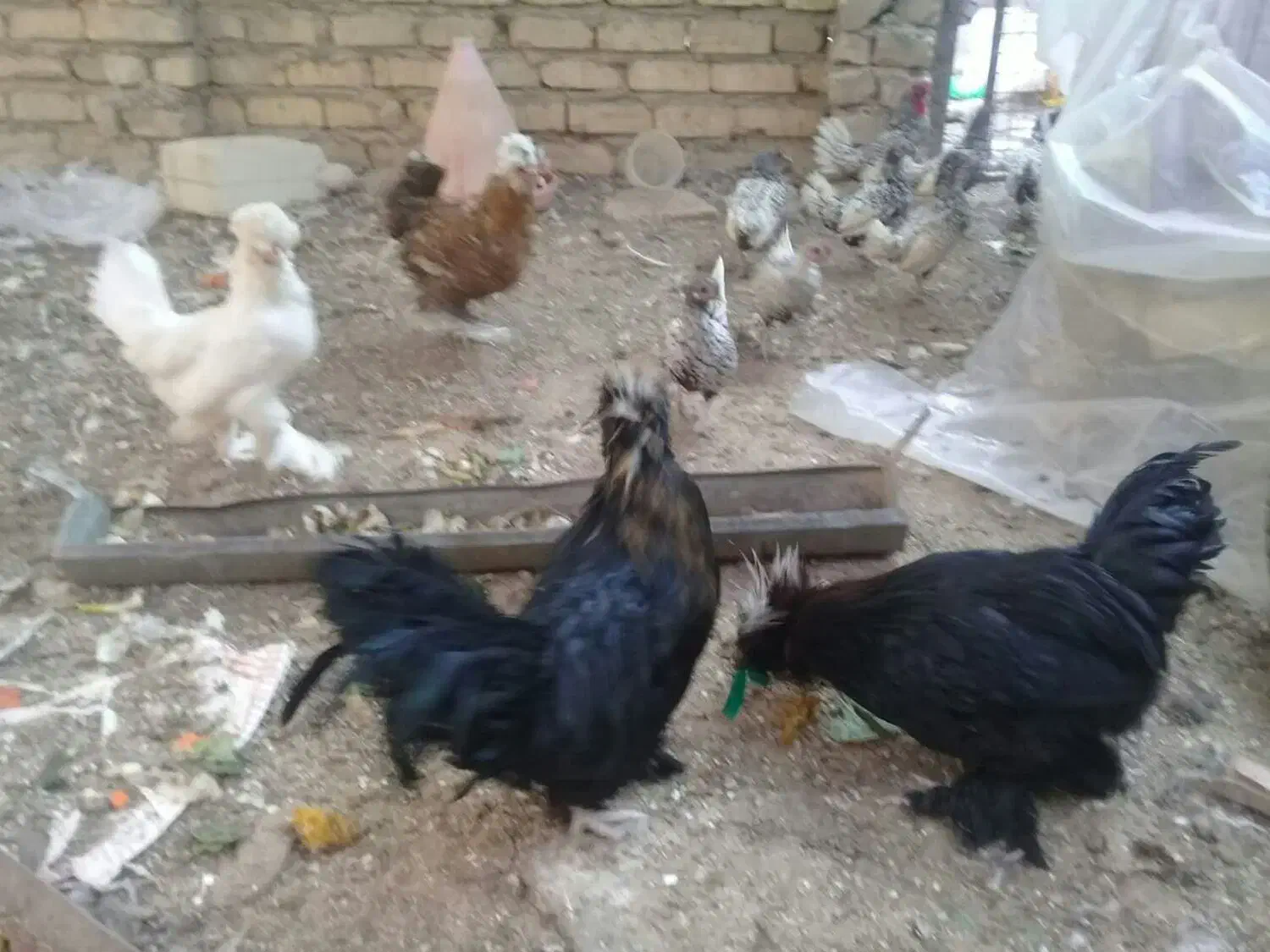 فروش دو جفت سلطان|حیوانات مزرعه|ری, شهید بهشتی|دیوار