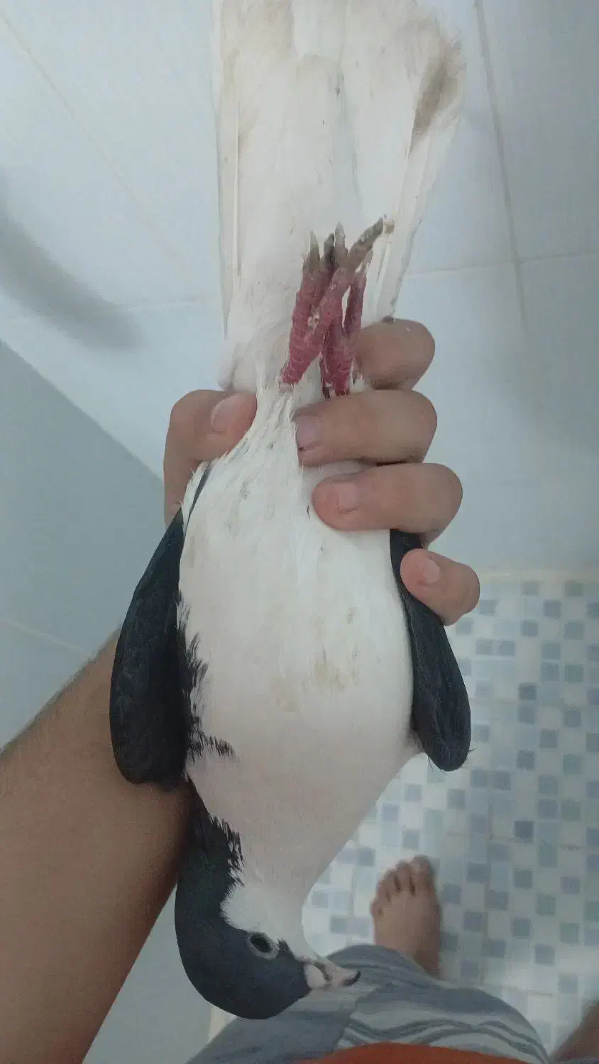 شیراز خوشگل|پرنده|کرمان, |دیوار