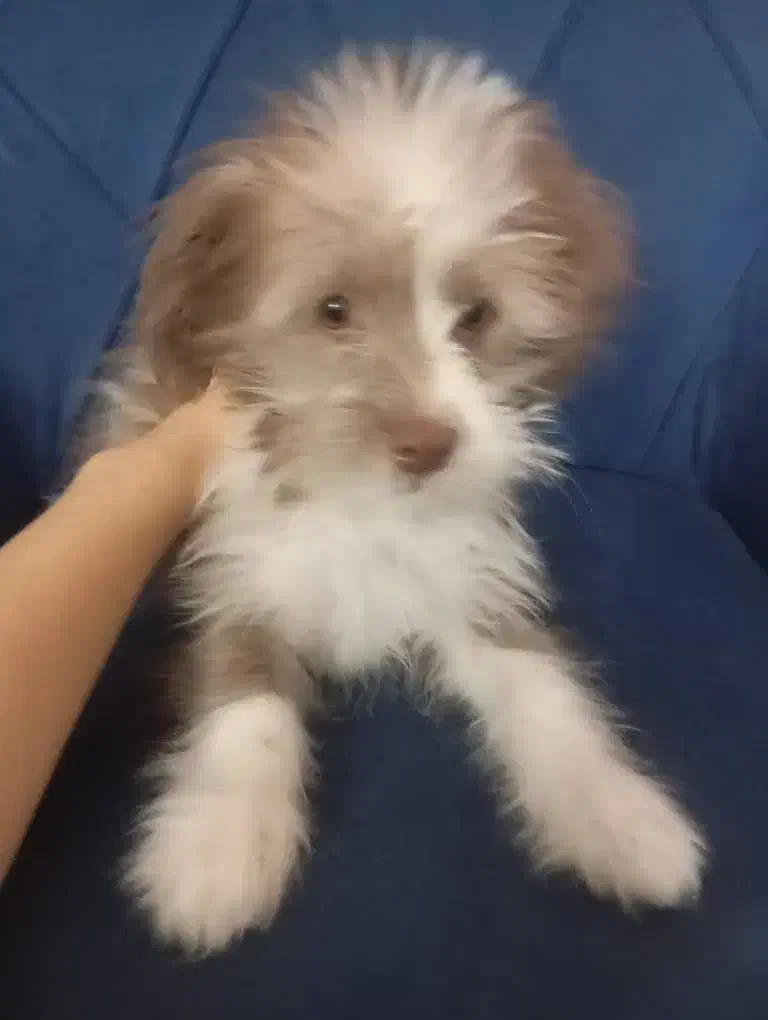 توله شیتزو ماده|سگ|اصفهان, شاهد|دیوار