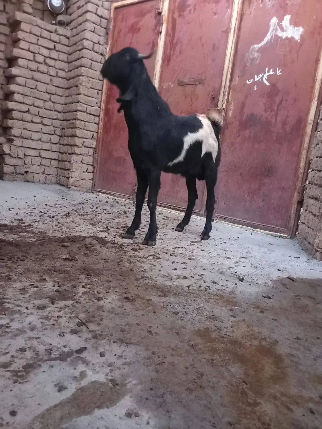 بز نر پاکستانی|حیوانات مزرعه|ابهر, |دیوار