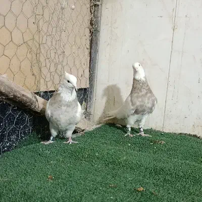 طوقی اجری ..|پرنده|شاهین‌شهر, خبرنگار|دیوار