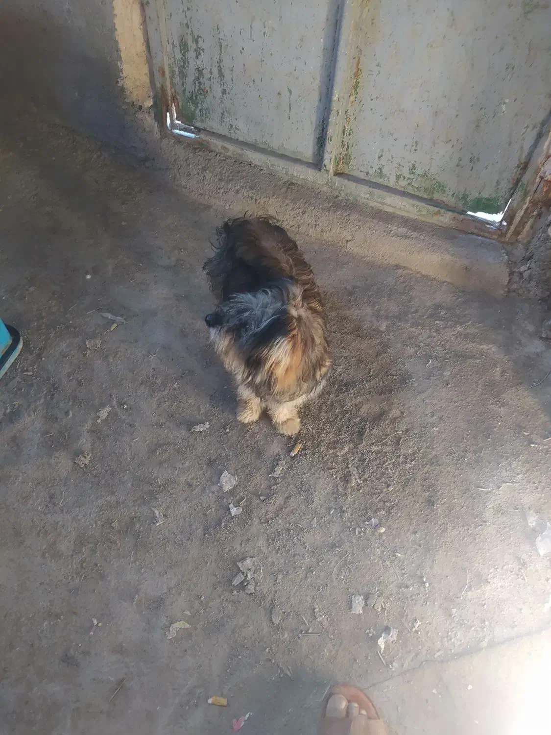 فروشی|سگ|میناب, |دیوار