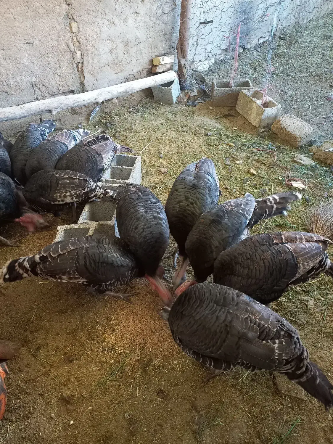 بوقلمون|حیوانات مزرعه|داراب, |دیوار