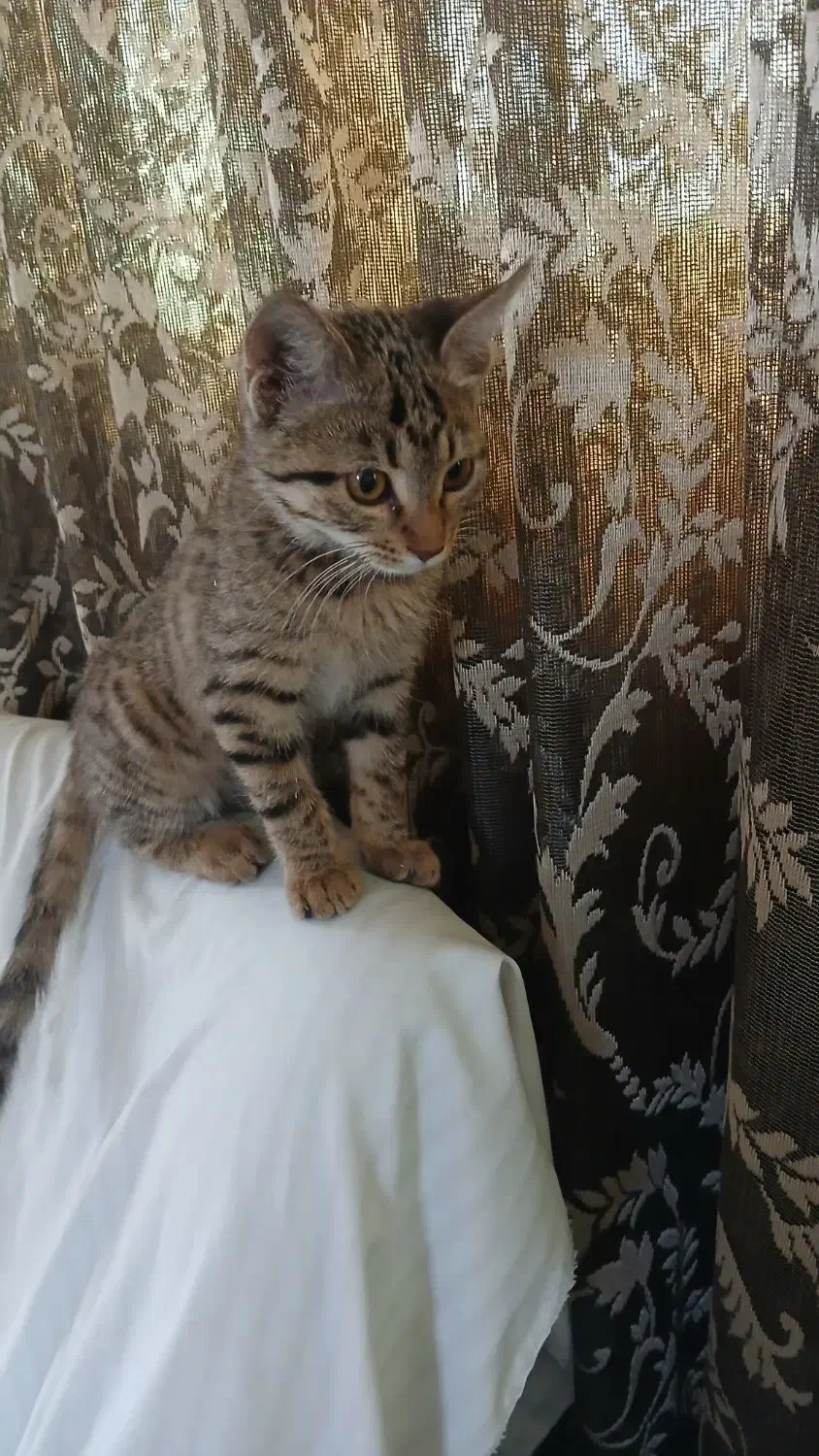 واگذاری گربه ملوس|گربه|سیرجان, |دیوار