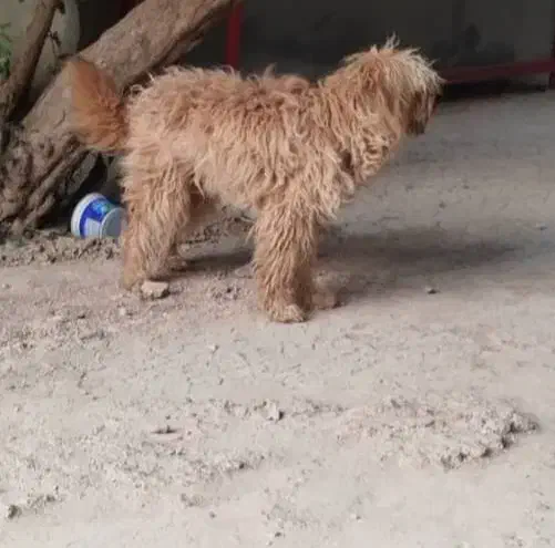 سگ شیتزو|سگ|مرودشت, استادیوم|دیوار