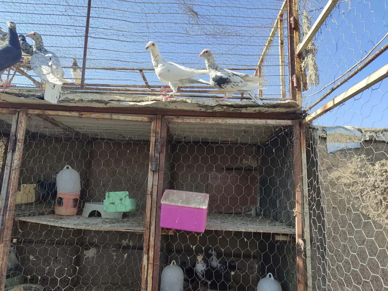 6تا نر سرور|پرنده|پاسارگاد, |دیوار