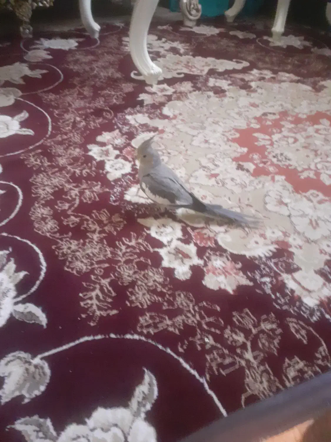 عروس هلندی|پرنده|الیگودرز, |دیوار