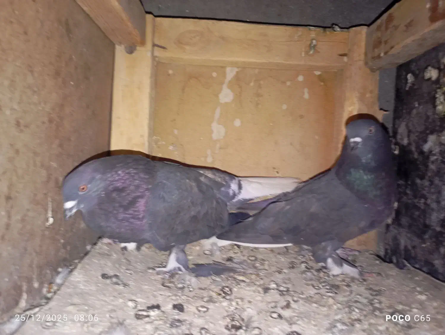 کبوتر|پرنده|زابل, |دیوار