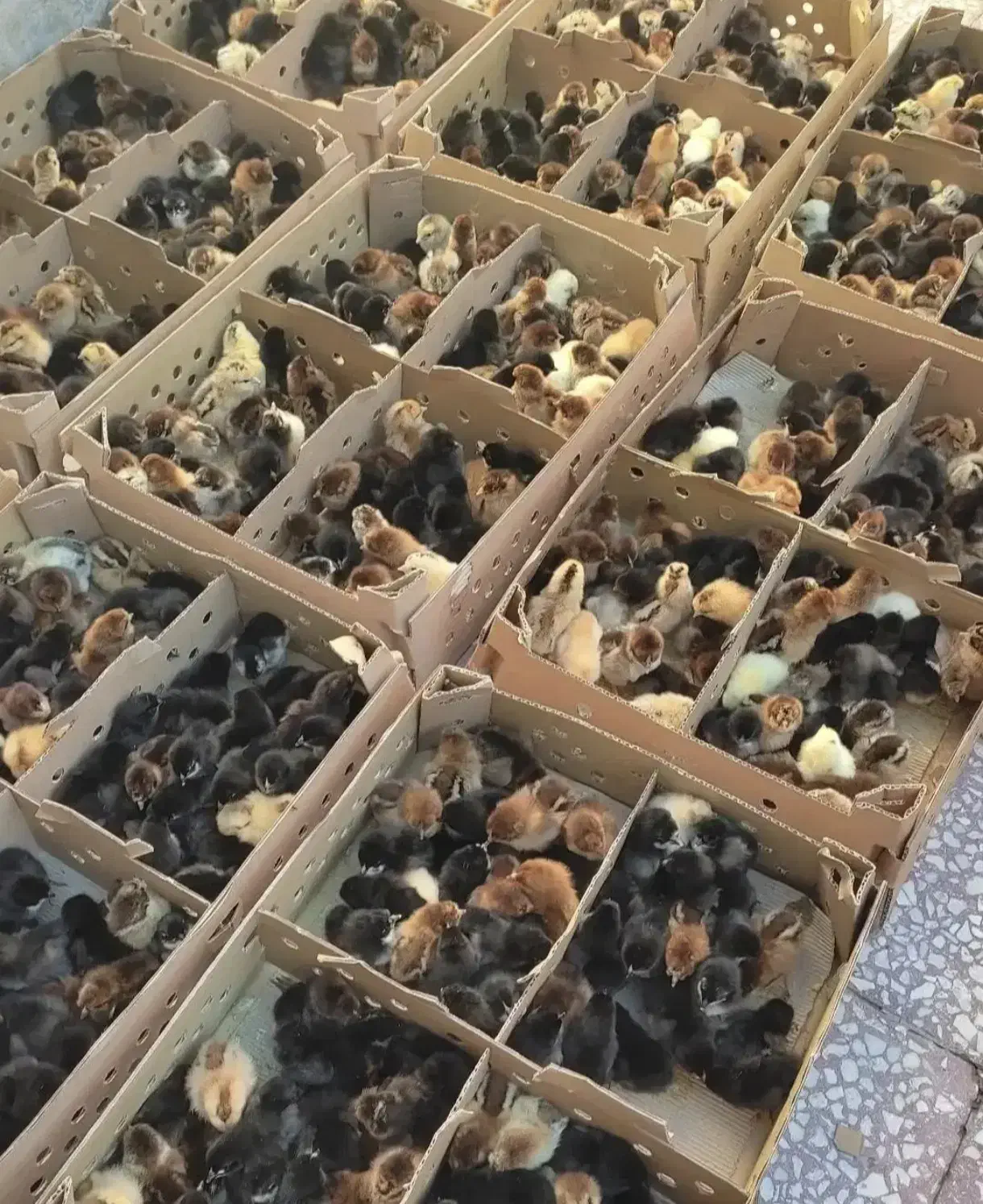 فروش مستقیم انواع جوجه باکیفیت پرورشی|حیوانات مزرعه|نورآباد ممسنی, |دیوار