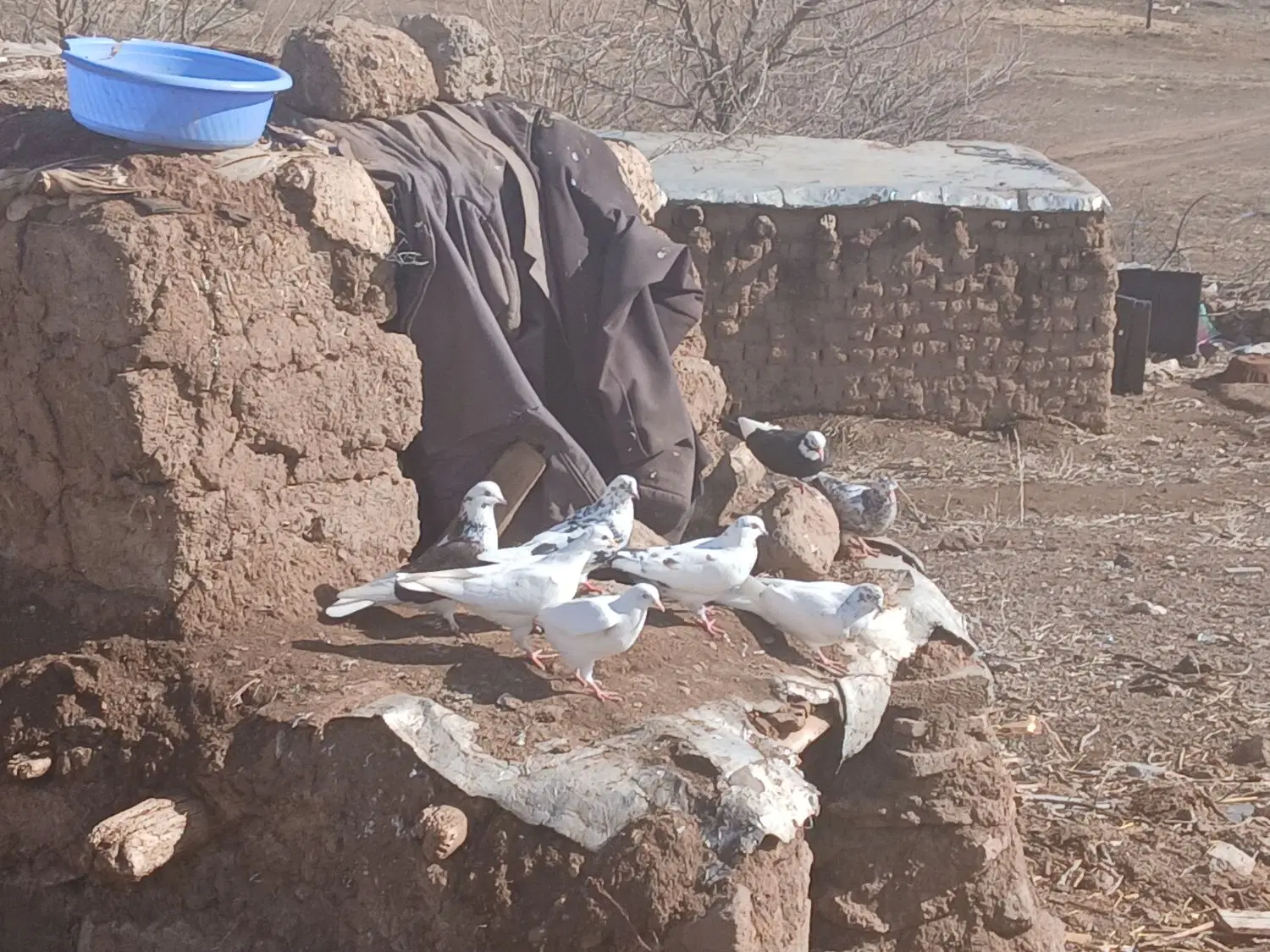 کفتر|پرنده|مرادلو, |دیوار