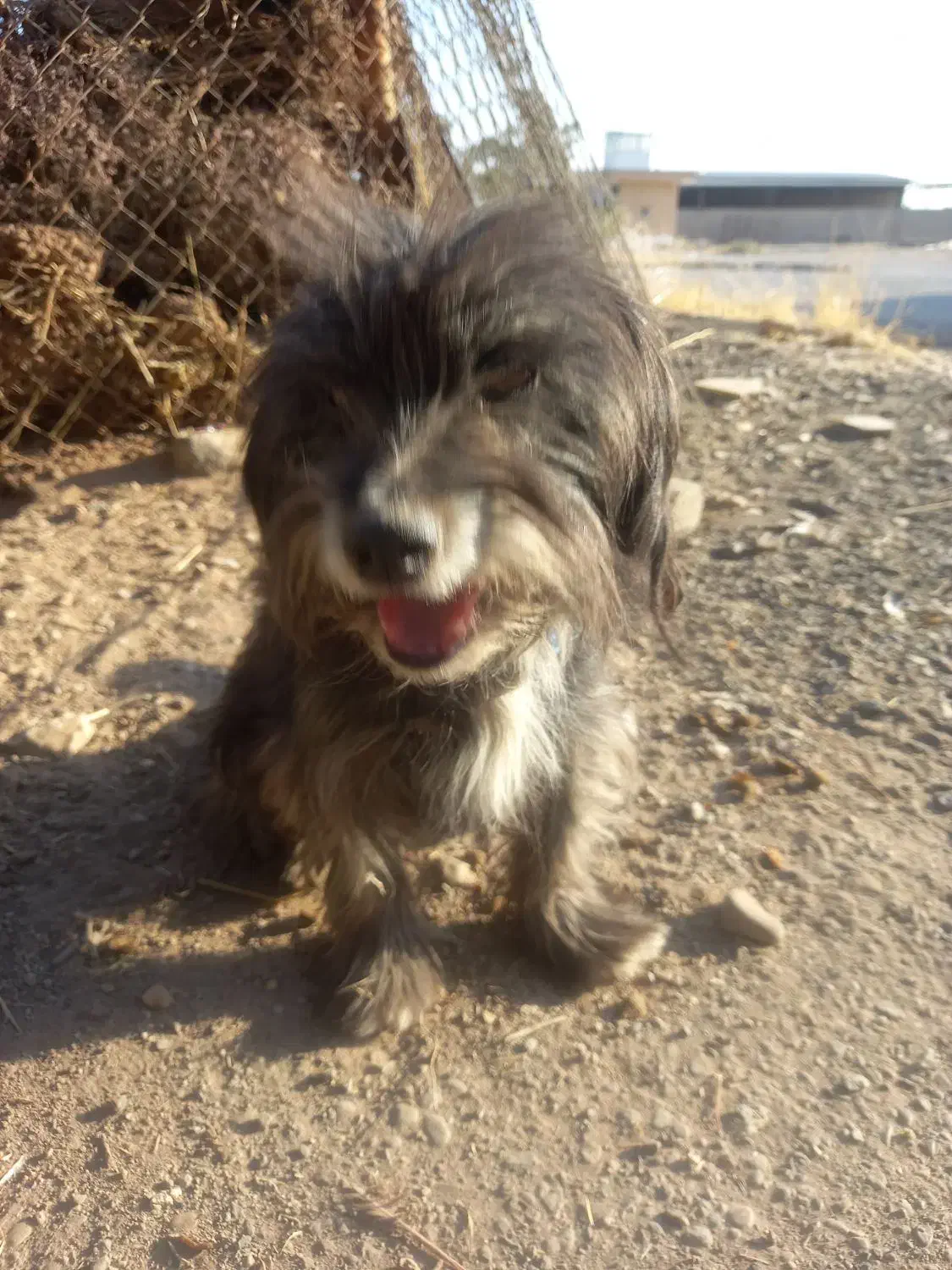 واگذاری شیتزو|سگ|قم, سراجه (۱۵ خرداد)|دیوار