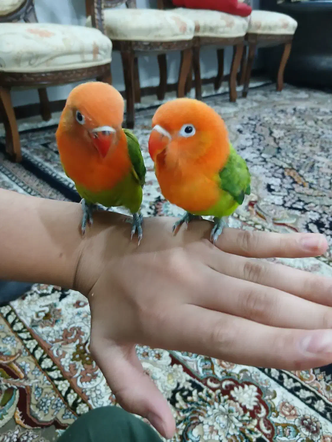 یک جفت طوطی برزیلی|پرنده|مشهد, بهارستان|دیوار