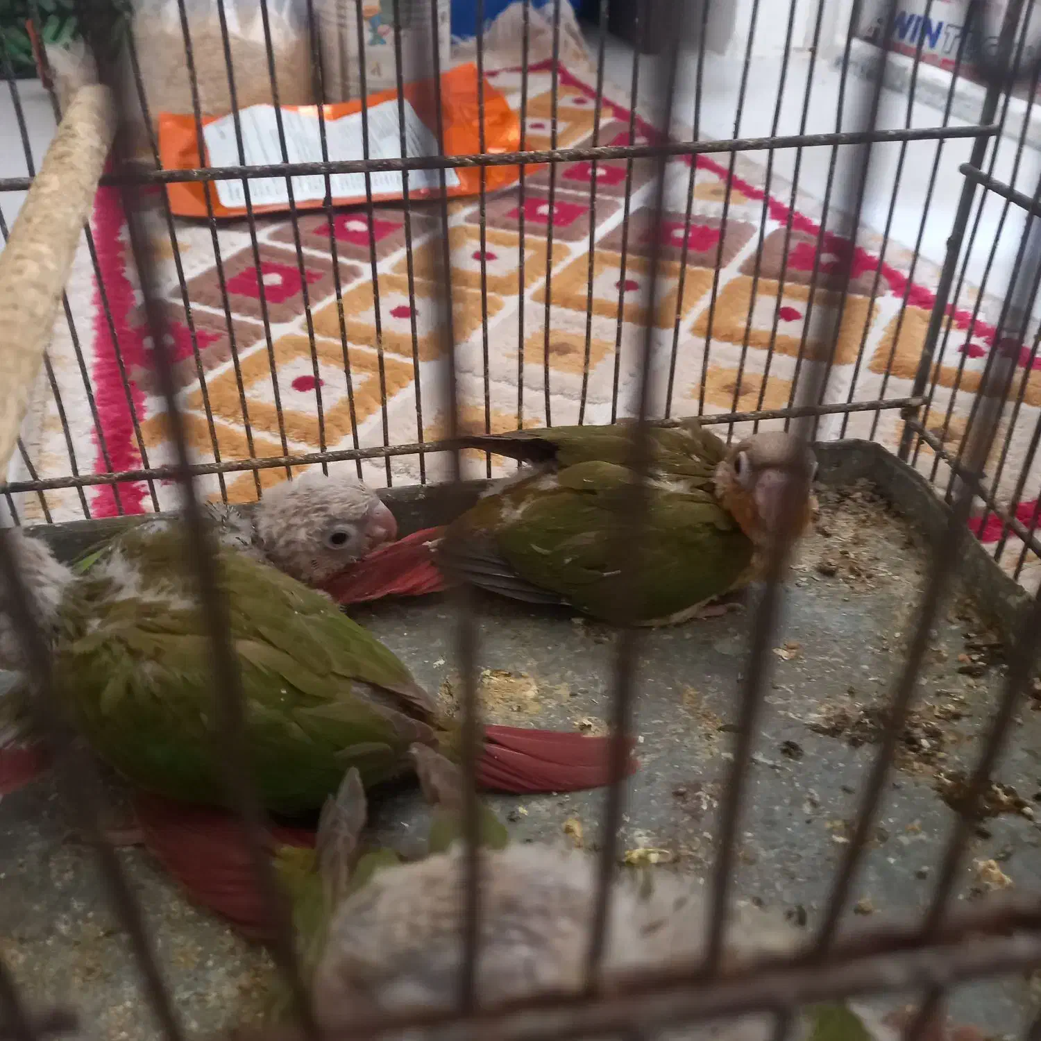 طوطی گرینچیک|پرنده|قزوین, |دیوار