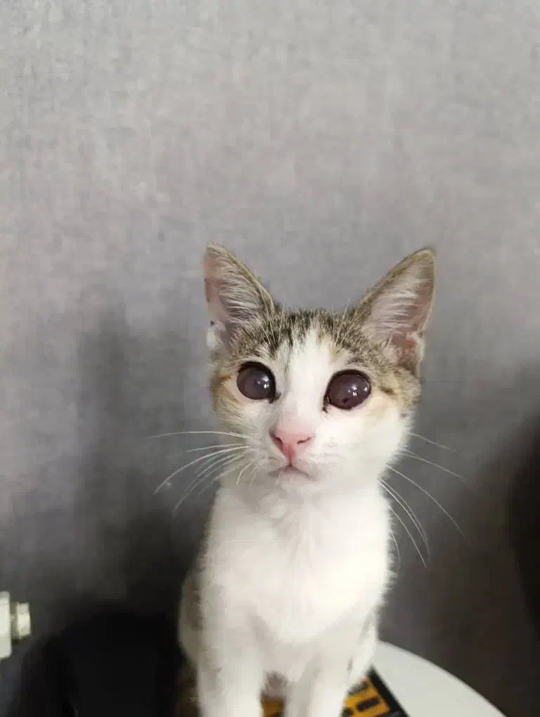 گربه واگذاری رایگان|گربه|رشت, دیانتی|دیوار