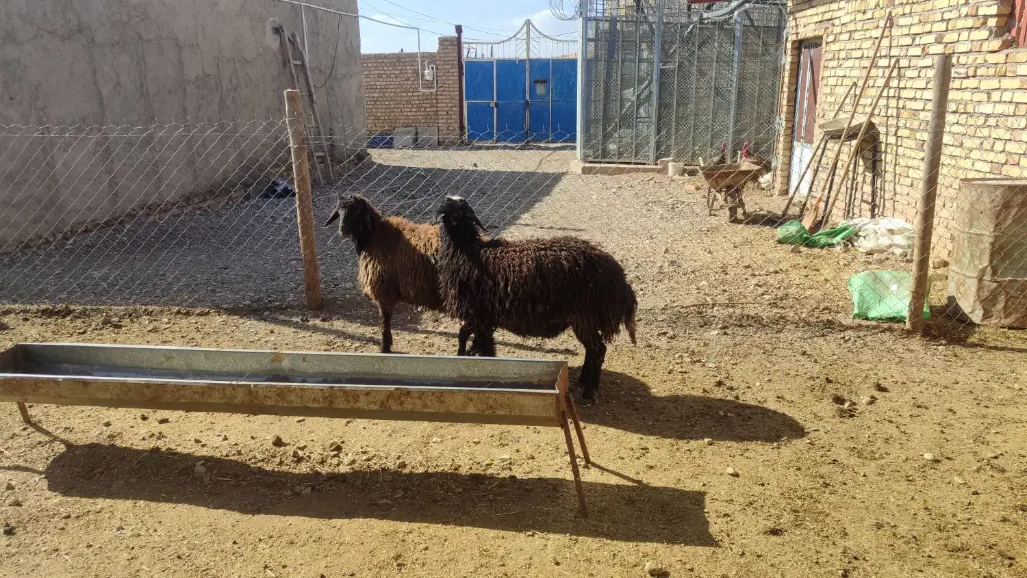 بره نر چاق|حیوانات مزرعه|اسفرورین, |دیوار