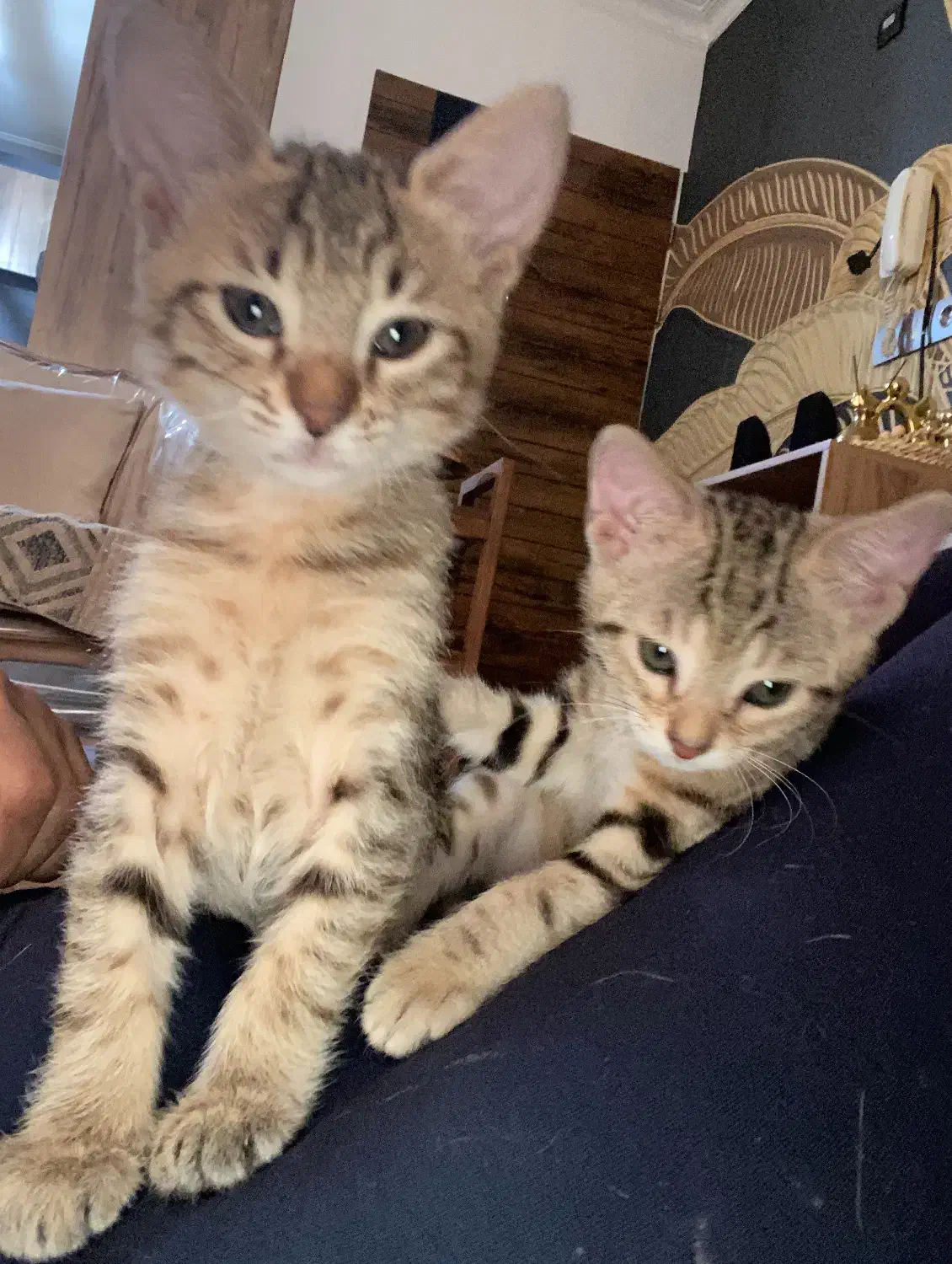 واگذاری بچه گربه سه ماهه|گربه|بندر ماهشهر, |دیوار