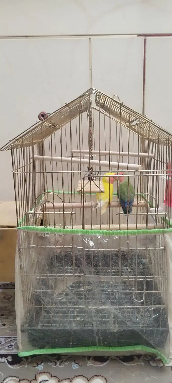 کوتوله برزیلی|پرنده|شیراز, فاضل|دیوار