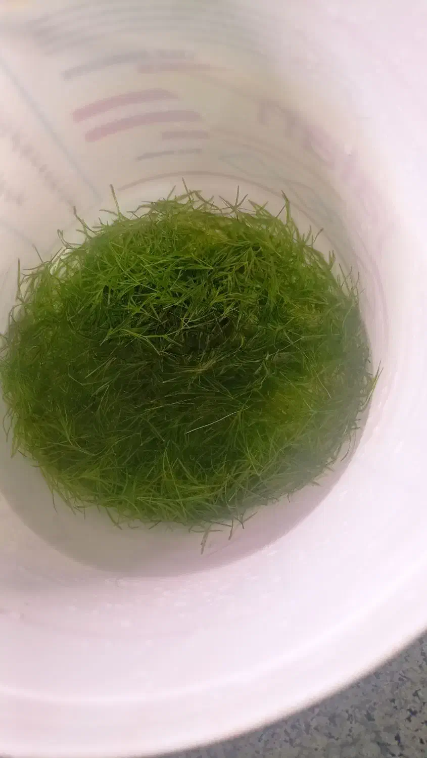 فروش گیاه گوپی گرس|ماهی|خرمآباد, |دیوار