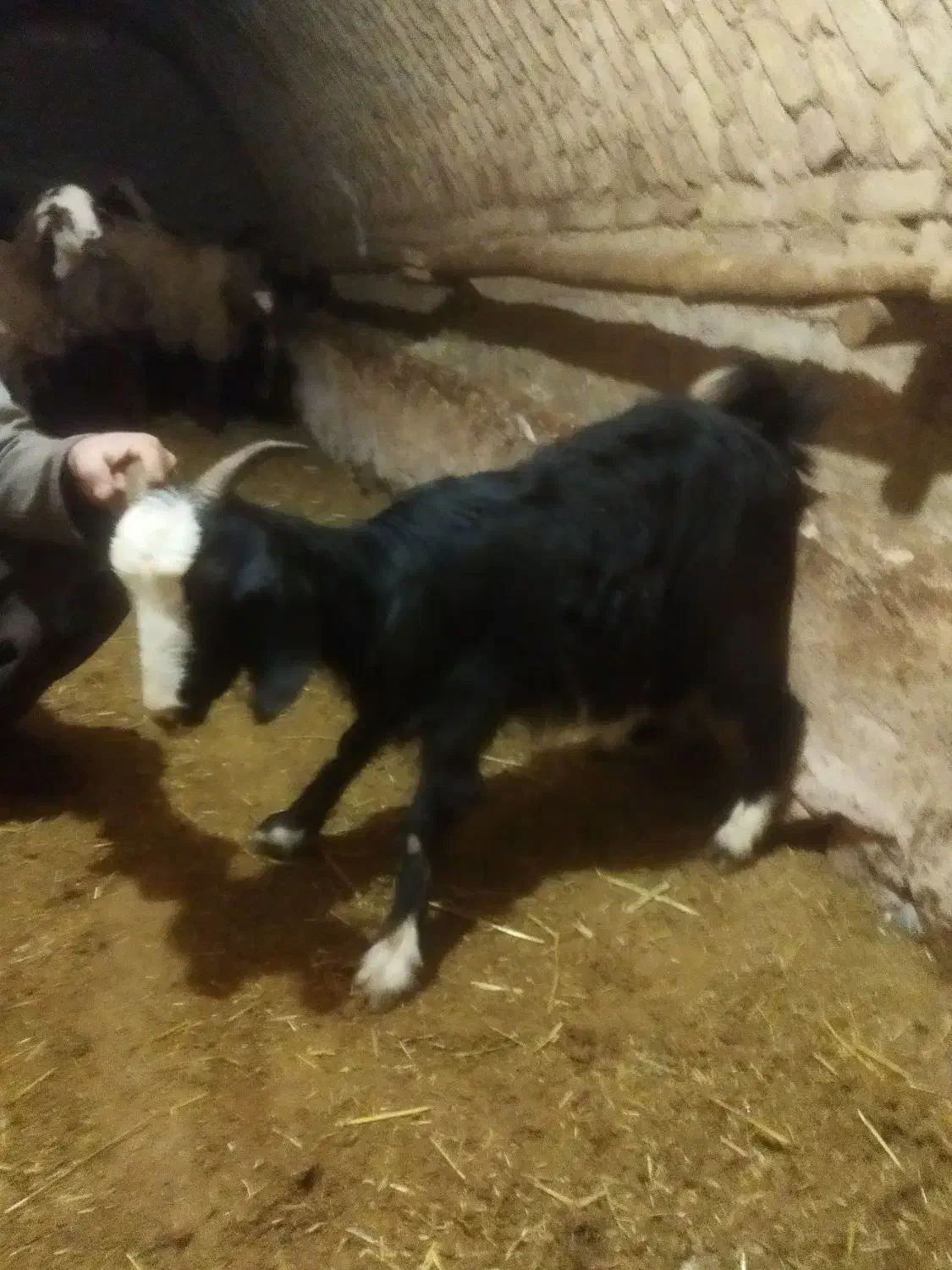 بزوبزغاله|حیوانات مزرعه|اسدآباد, |دیوار