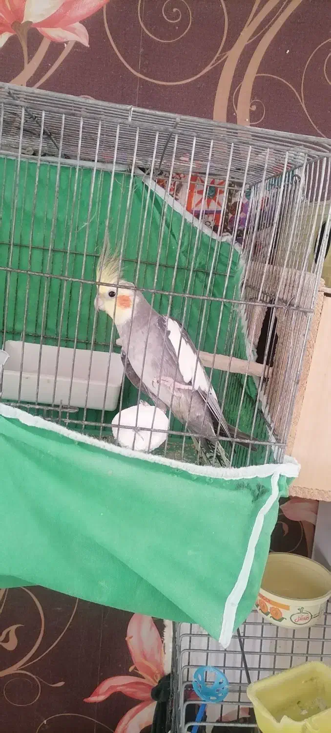 3عدد عروس هلندی نر|پرنده|اقبالیه, |دیوار