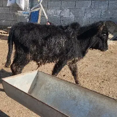 دوراس گوساله دورگه محلی نر از گاو تلیسه|حیوانات مزرعه|بندر ترکمن, |دیوار