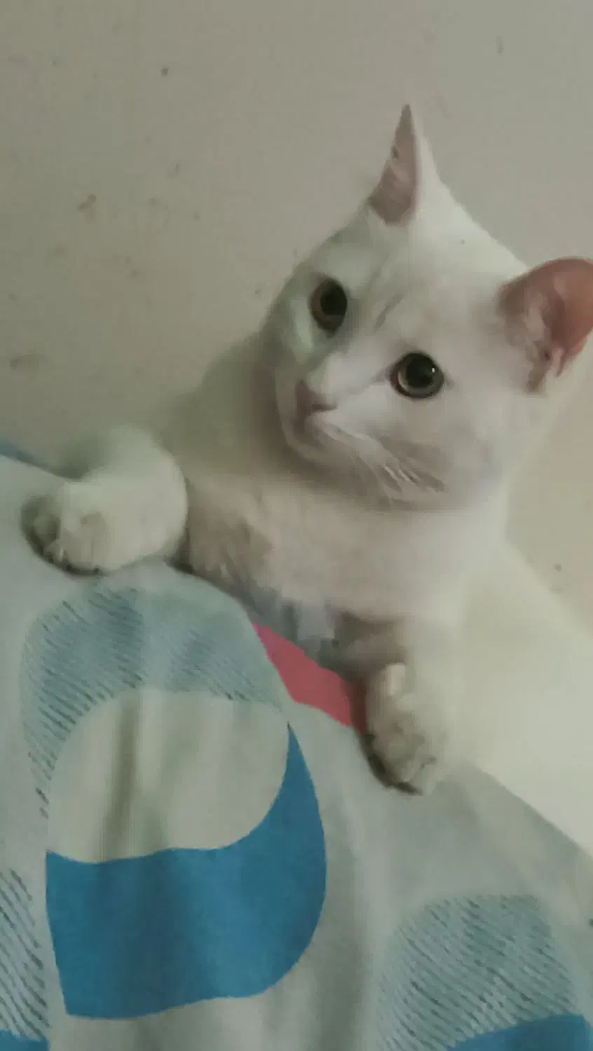 گربه نژاد تورکیش|گربه|نیشابور, بنیاد شهید|دیوار