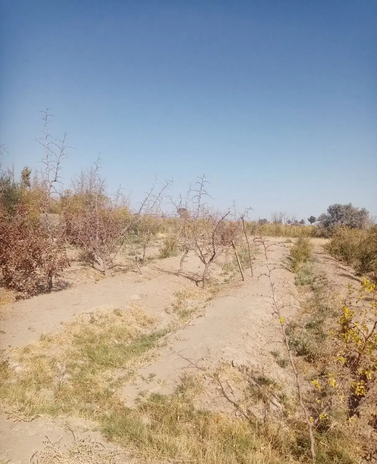 فروش زمین کشاورزی از چاه سنگ نوشته کلاته ملک|فروش زمین و ملک کلنگی|خوسف, |دیوار