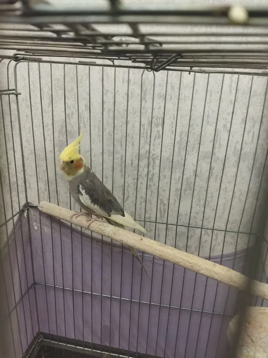 عروس هلندی ماده|پرنده|پاکدشت, خاتون آباد|دیوار