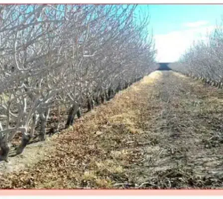 هرس درختان میو ه وپسته|خدمات باغبانی و درختکاری|گناباد, |دیوار