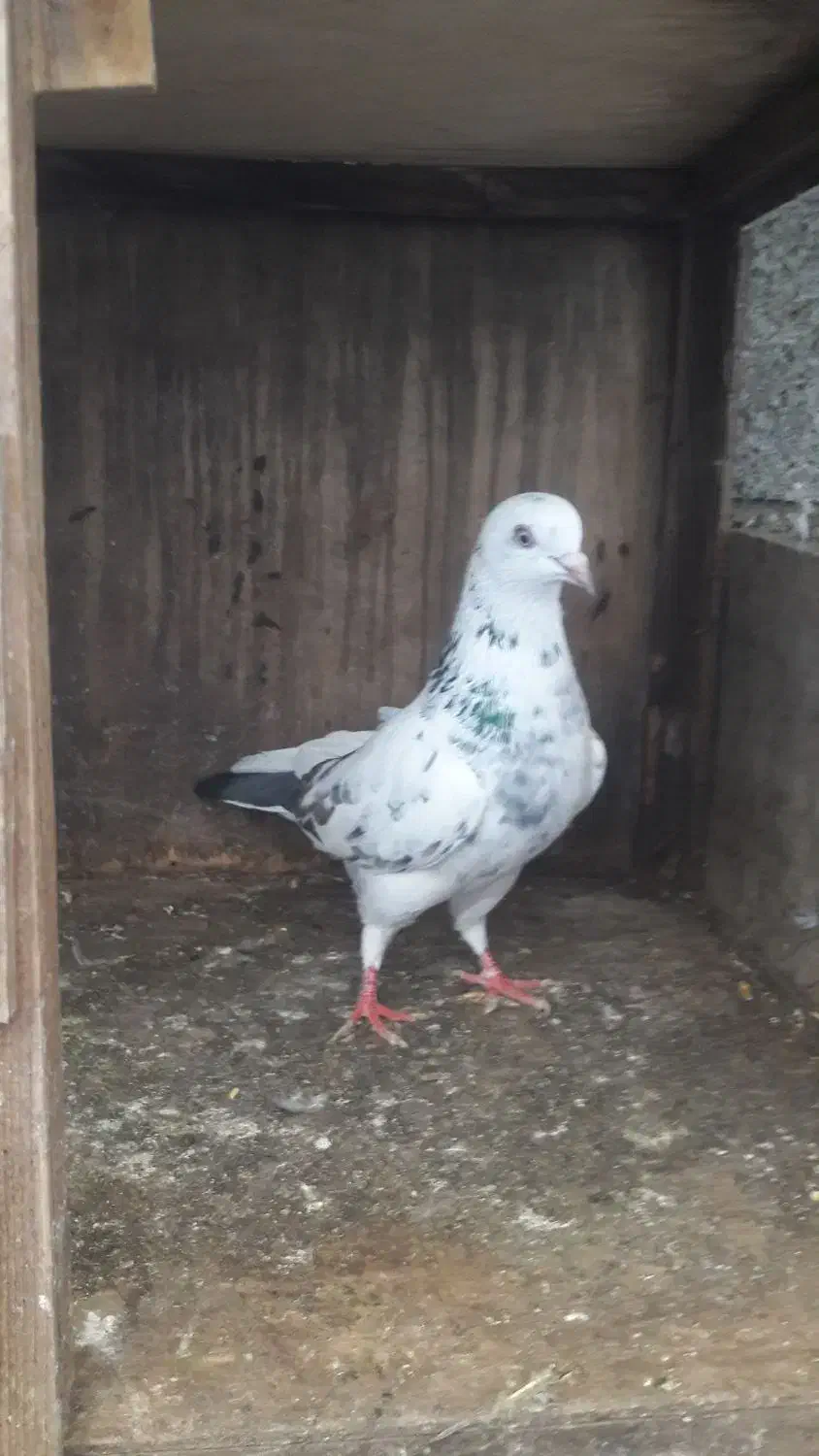 دو عدد ماده پرشی|پرنده|چمستان, |دیوار