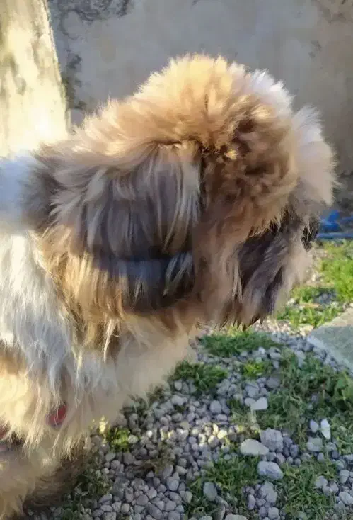 سگ شیتزو فلت|سگ|رشت, پسیخان|دیوار