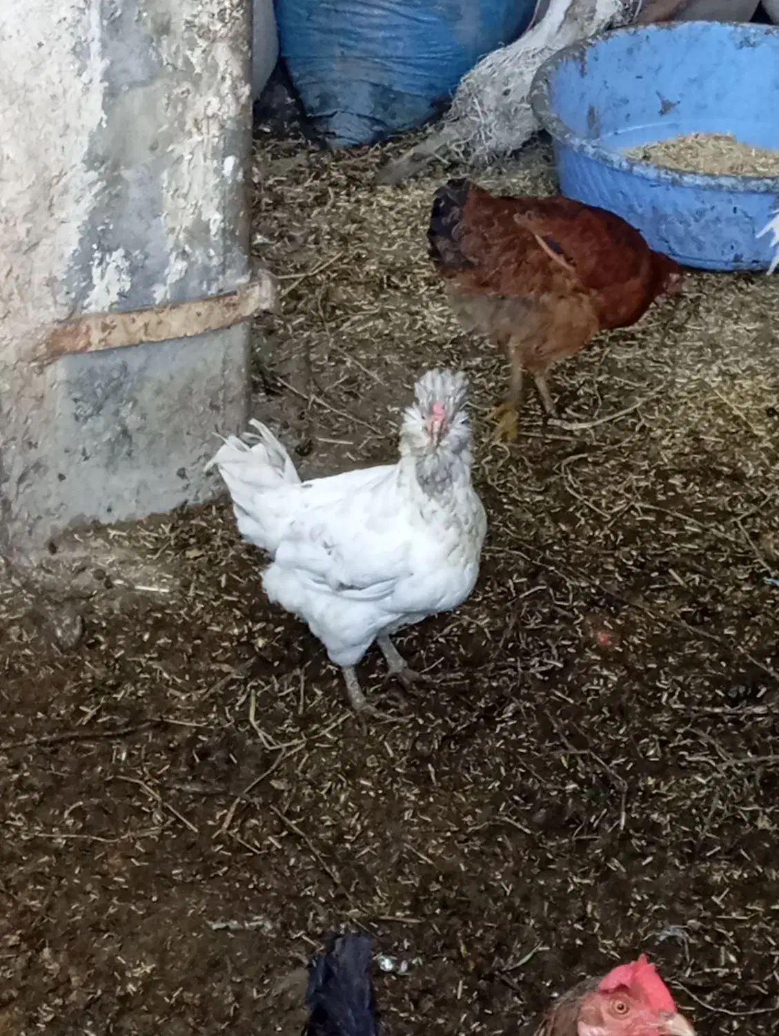 مرغ نوچه|حیوانات مزرعه|سنگدوین, |دیوار