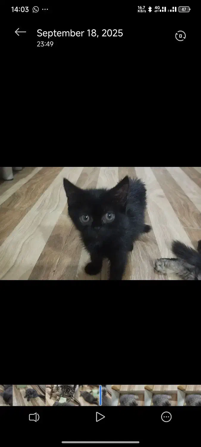 واگذاری گربه|گربه|کهریزک, |دیوار