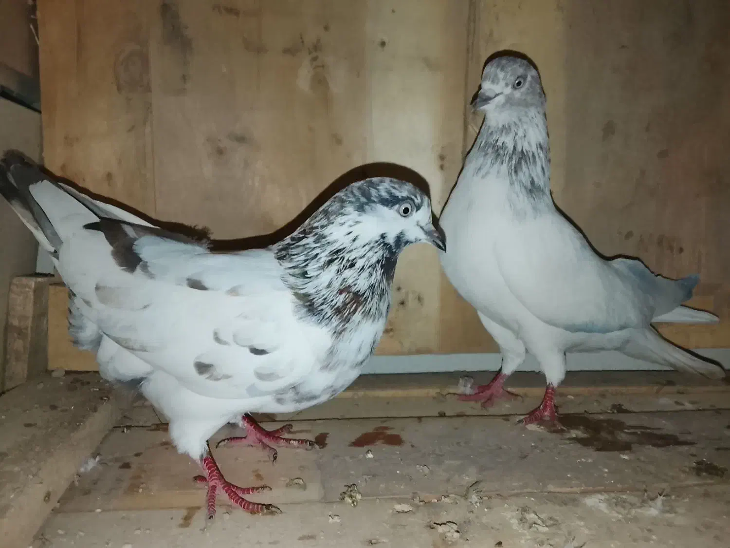 کبوتر|پرنده|قشم, |دیوار