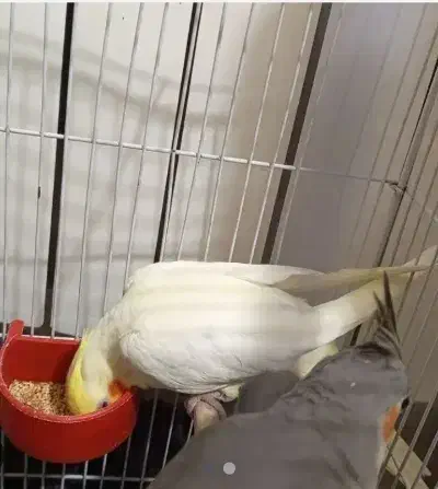 جوجه عروس هلندی دون خور یک ماه و نیم|پرنده|تهران, شکوفه|دیوار