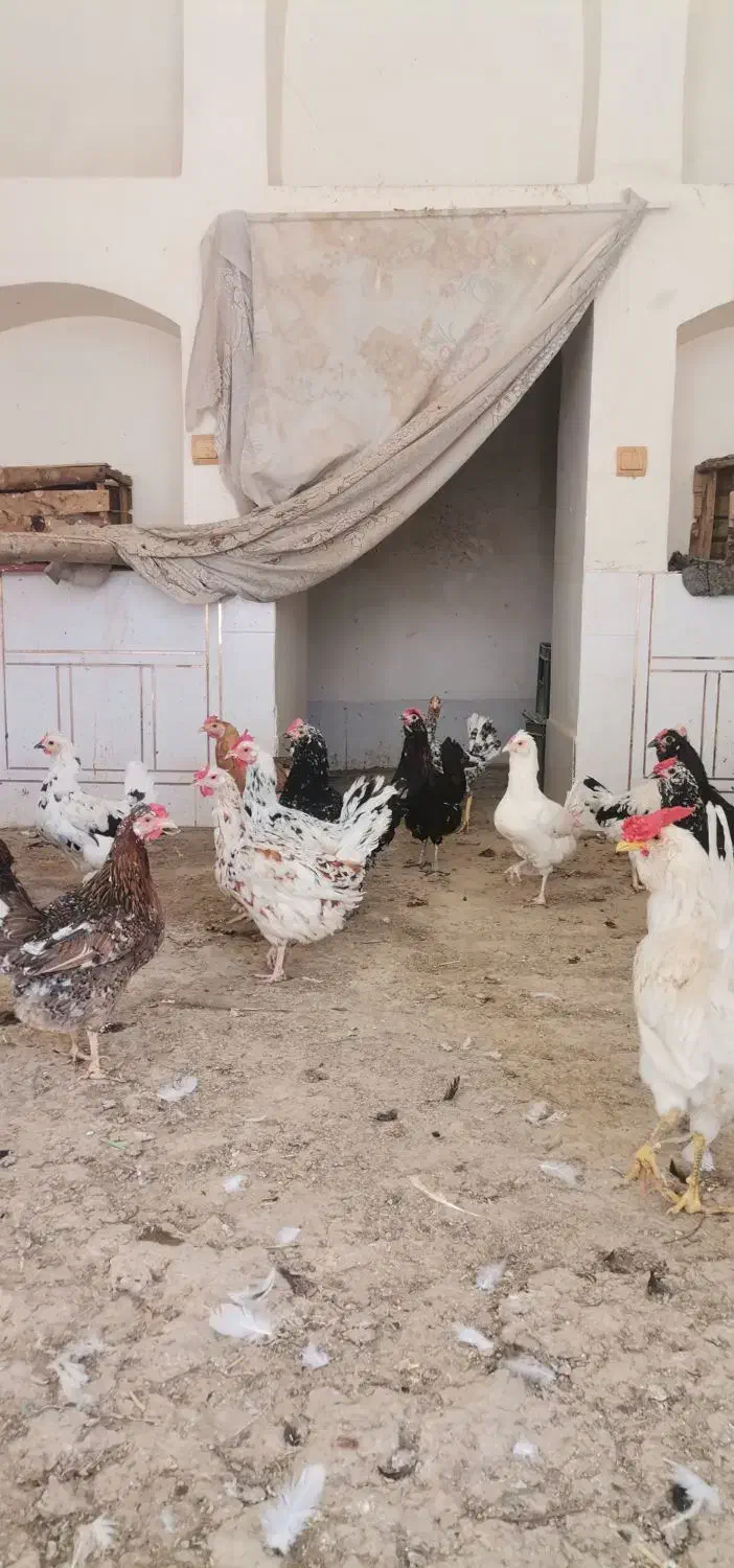 مرغ و جوجه|حیوانات مزرعه|خمینی‌شهر, |دیوار